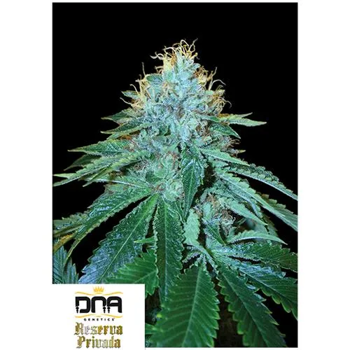DNA GENETICS - THE OG #18 FEM - 10 SEMI
