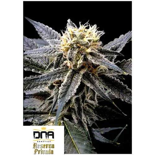 DNA GENETICS - STRAWBERRY BANANA FEM - 10 SEMI