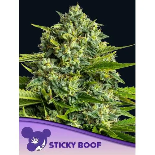 SEMI DI ANESIA - STICKY BOOF FEM - 5 SEMI