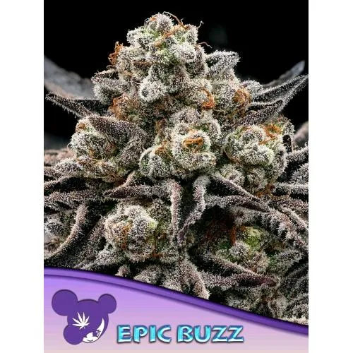 SEMI DI ANESIA - EPIC BUZZ FEM - 5 SEMI
