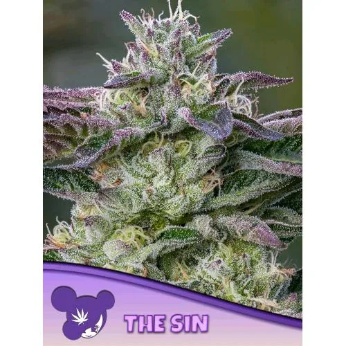 SEMI DI ANESIA - THE SIN FEM - 5 SEMI