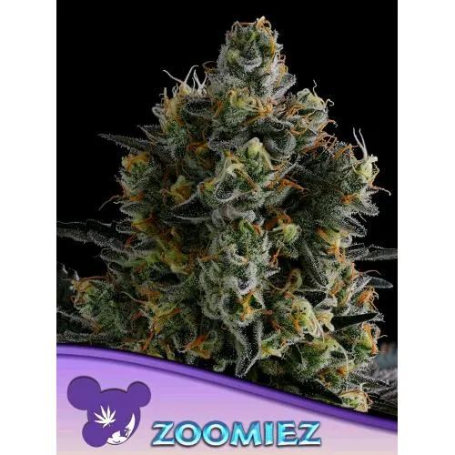 SEMI DI ANESIA - ZOOMIEZ FEM - 5 SEMI