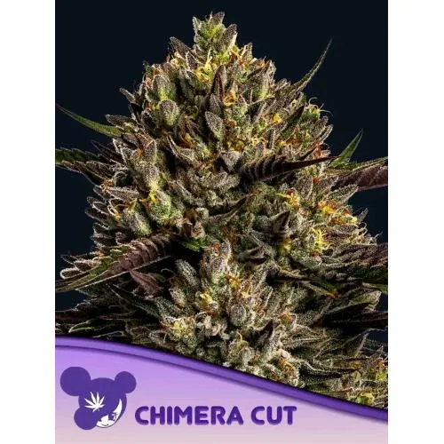 SEMI DI ANESIA - CHIMERA CUT FEM - 10 SEMI