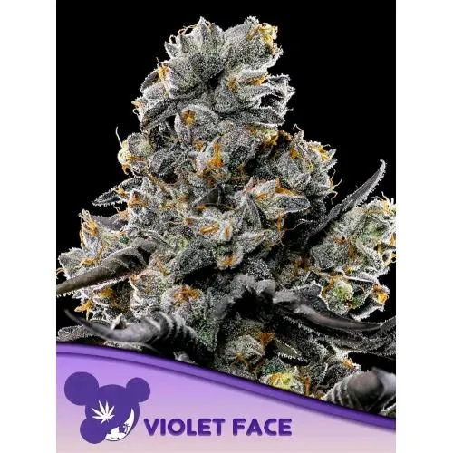 SEMI DI ANESIA - VIOLA FACE FEM - 10 SEMI