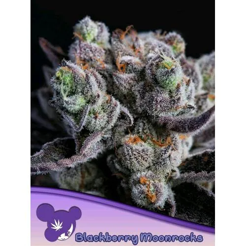 SEMI DI ANESIA - BLACKBERRY MOONROCKS - 10 SEMI