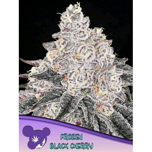 SEMI DI ANESIA - FROZEN BLACK CHERRY FEM - 10 SEMI