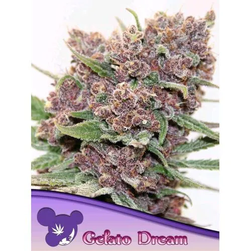 SEMI DI ANESIA - GELATO DREAM - 10 SEMI