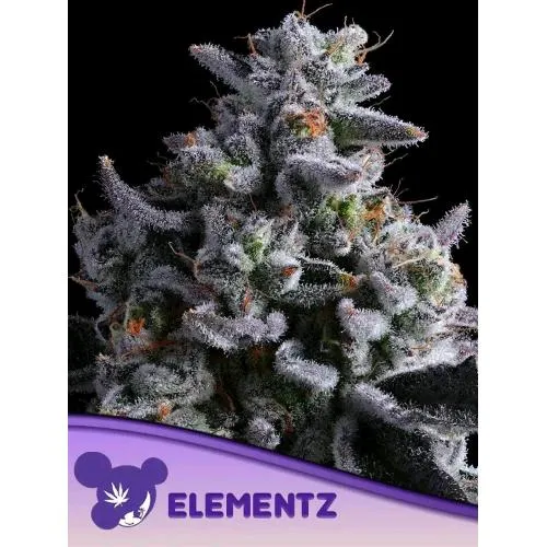 SEMI DI ANESIA - ELEMENTZ FEM - 25 SEMI