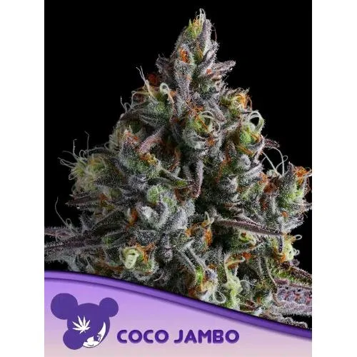 SEMI DI ANESIA - COCO JAMBO FEM - 25 SEMI