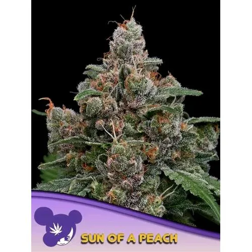 SEMI DI ANESIA - SUN OF A PEACH FEM - 25 SEMI