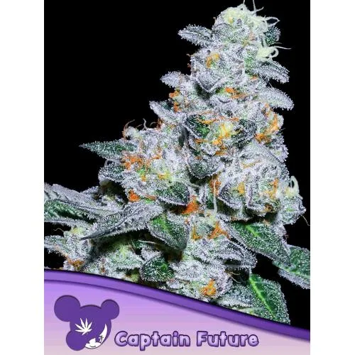 SEMI DI ANESIA - CAPTAIN FUTURE FEM - 25 SEMI