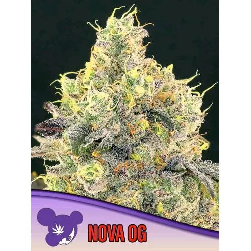 SEMI DI ANESIA - NOVA OG FEM - 25 SEMI