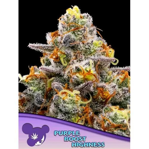 SEMI DI ANESIA - PURPLE BOOST HIGHNESS FEM - 25 SEMI