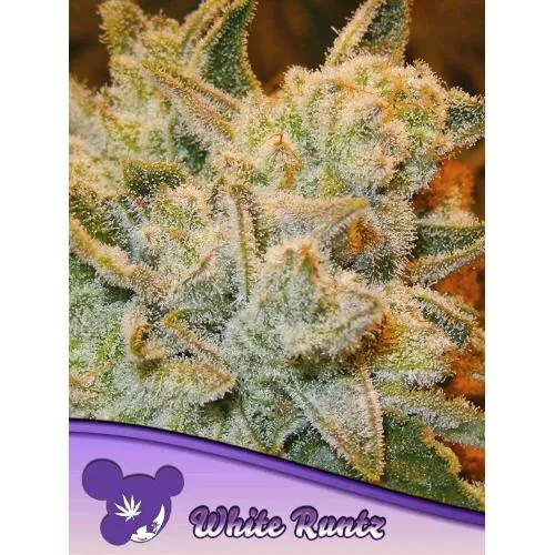 SEMI DI ANESIA - WHITE RUNTZ FEM - 25 SEMI