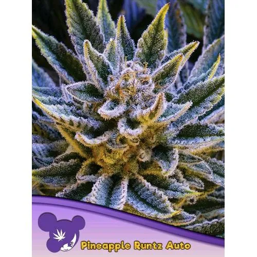 SEMI DI ANESIA - PINEAPPLE RUNTZ AUTO - 5 SEMI