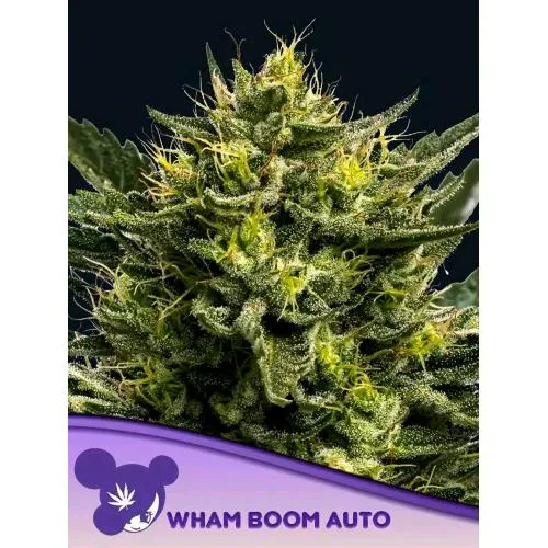 SEMI DI ANESIA - WHAM BOOM AUTO - 10 SEMI