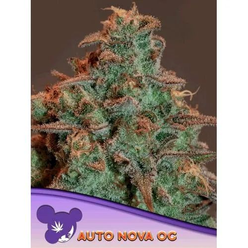 SEMI DI ANESIA - AUTO NOVA OG - 10 SEMI