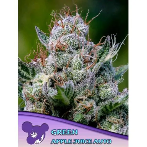 ANESIA SEEDS - GREEN APPLE JUICE AUTO - 10 SEMI