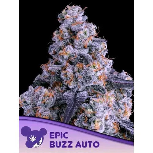 SEMI DI ANESIA - EPIC BUZZ AUTO - 25 SEMI