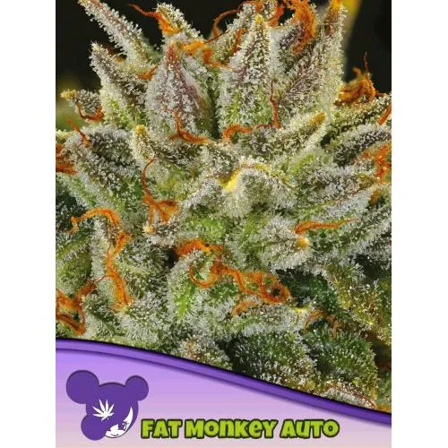 SEMI DI ANESIA - FAT MONKEY AUTO - 25 SEMI