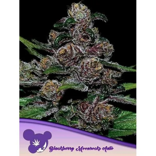 SEMI DI ANESIA - AUTO BLACKBERRY MOONROCKS - 25 SEMI