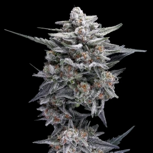 DNA GENETICS - HG23 AKA MICHAEL JORDAN FEM - 10 SEMI