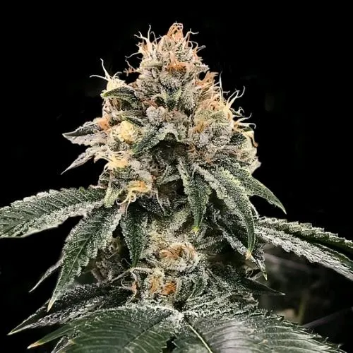 DNA GENETICS - HG23 AKA MICHAEL JORDAN AUTO - 10 SEMI