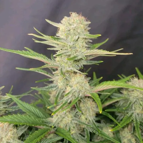 FAST BUDS - APRICOT AUTO - 5 SEMI
