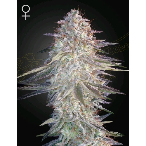 GREEN HOUSE - SUPER LEMON HAZE X PINK CANDY - 10 SEME