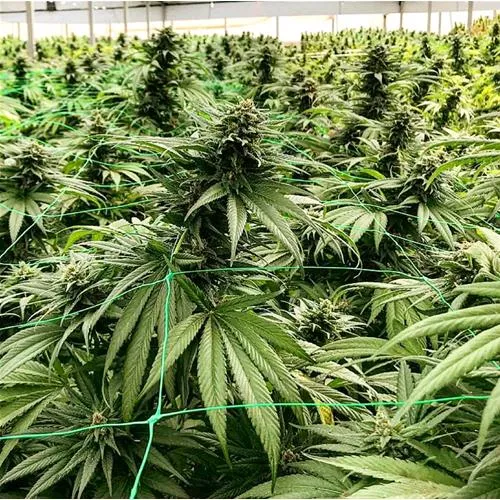 HSB - QUEEN SPECIAL FEM CBD - 25 SEMI