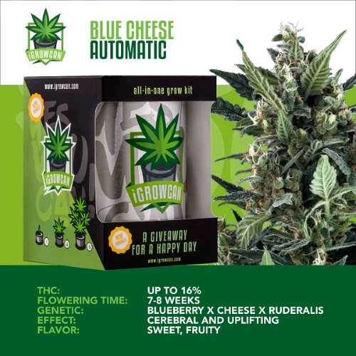 SEMI ROYAL QUEEN - IGROWCAN - ROYAL HAZE AUTOMATICA