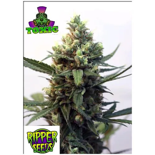 RIPPER SEEDS - TOSSICO - 5 SEMI