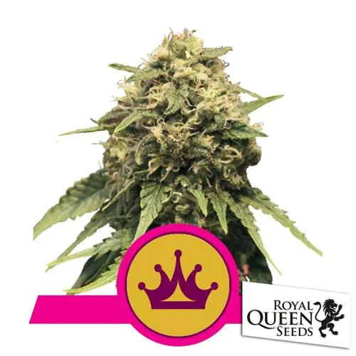 SEMI ROYAL QUEEN - SPECIAL QUEEN #1 FEM - 25 SEMI