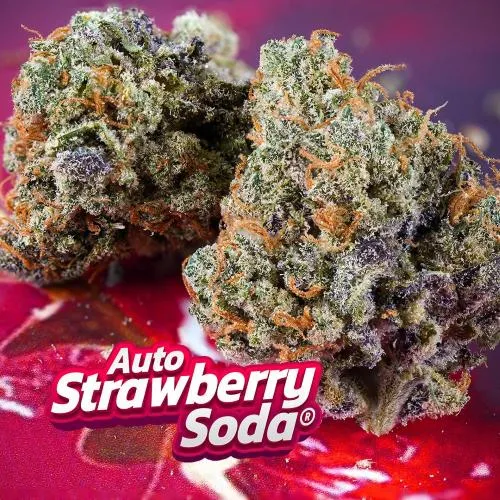 DUTCH PASSION - STRAWBERRY SODA AUTO - 3 SEMI