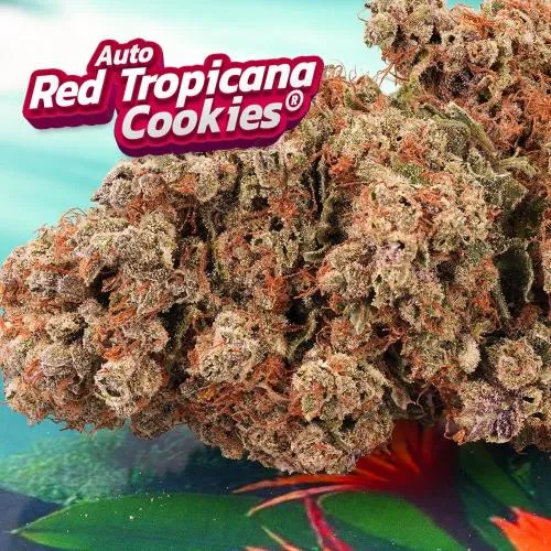 DUTCH PASSION - RED TROPICANA COOKIES AUTO - 3 SEMI
