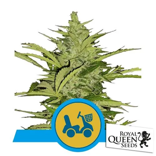 ROYAL QUEEN SEEDS - FAST EDDY AUTO CBD - 10 SEMI
