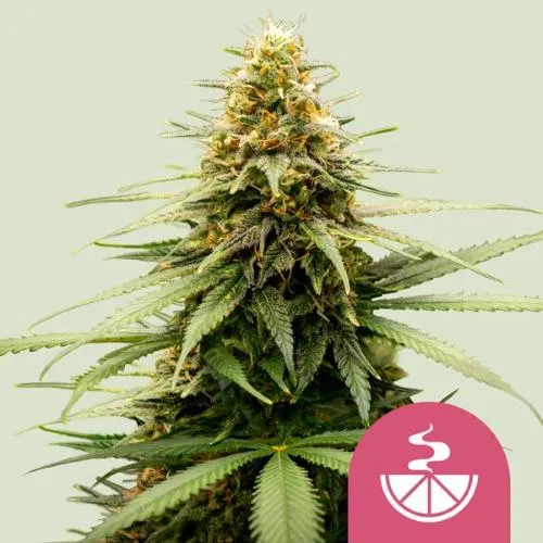 ROYAL QUEEN SEEDS - LEMON SKUNK FEM - 5 SEMI