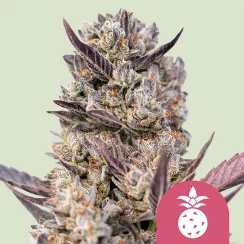 ROYAL QUEEN SEEDS - TROPICANA COOKIES PURPLE FEM - 5 SEMI