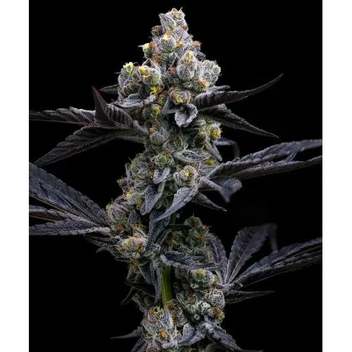 BARNEY'S FARM - GARLIC COOKIES FEM - 5 SEMI