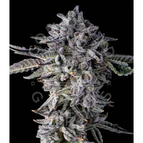 COMPOUND GENETICS - CANDY BEVELZ FEM - 7 SEMI