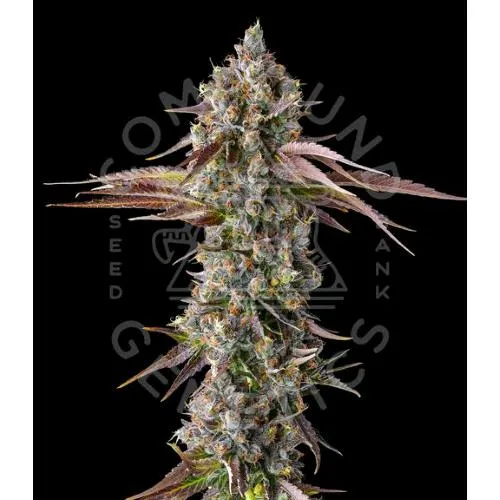 COMPOUND GENETICS - STRAWBERRY SKRILLA FEM - 7 SEMI