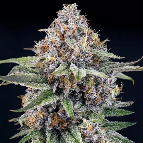 RIPPER SEEDS - EYEBALLZ - 5 SEMI