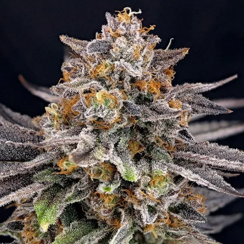 RIPPER SEEDS - CANDYGAZ - 5 SEMI