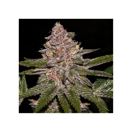RIPPER SEEDS - RADICAL JUICE AUTO FEM - 3 SEMI