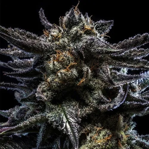 RIPPER SEEDS - ZOMBIE KUSH AUTO FEM - 3 SEMI