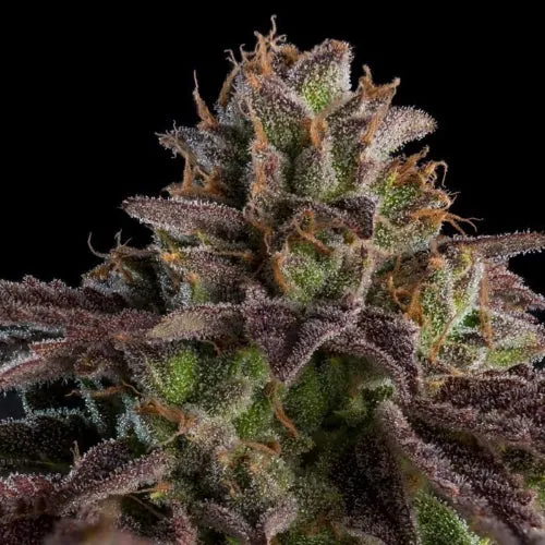 RIPPER SEEDS - KMINTZ AUTO FEM - 5 SEMI