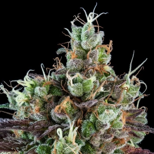 RIPPER SEEDS - SOUR RIPPER AUTO FEM - 5 SEMI