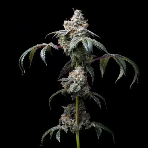 COOKIES SEED BANK - DIRTY DIANA FEM - 3 SEMI