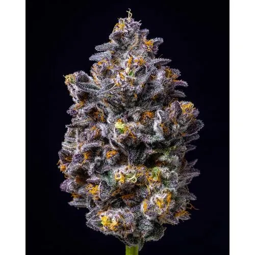 COOKIES SEED BANK - LEMON CHERRY POP FEM - 6 SEMI