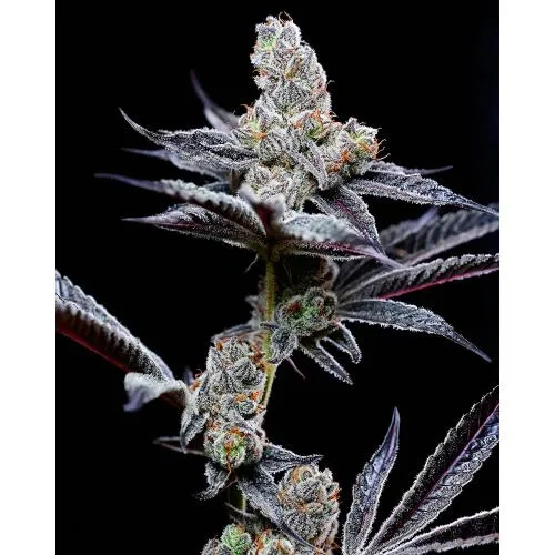 BANCA DEI SEMI DI COOKIES - MIND FUCK FEM - 6 SEMI